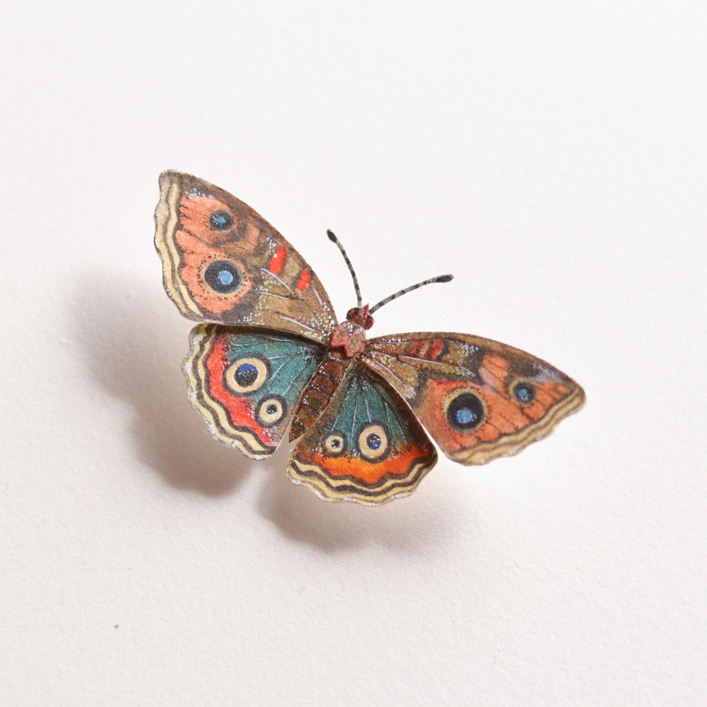 Common buckeye butterfly