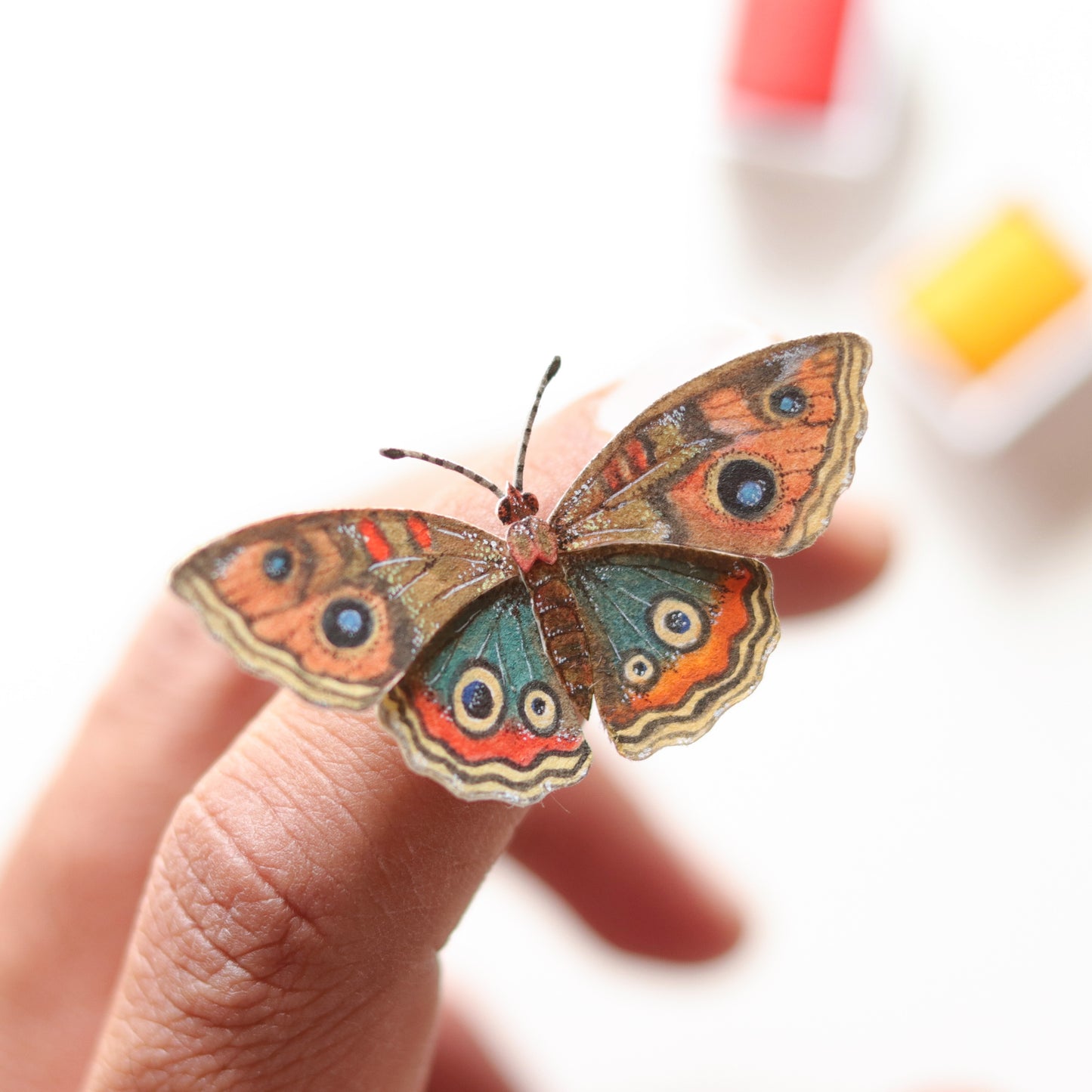 Common buckeye butterfly
