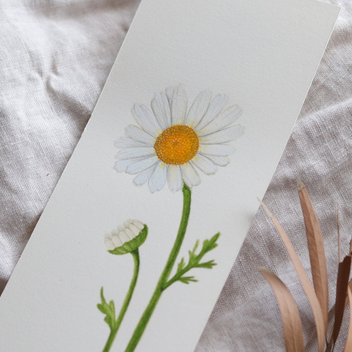Daisy - Original botanical illustration