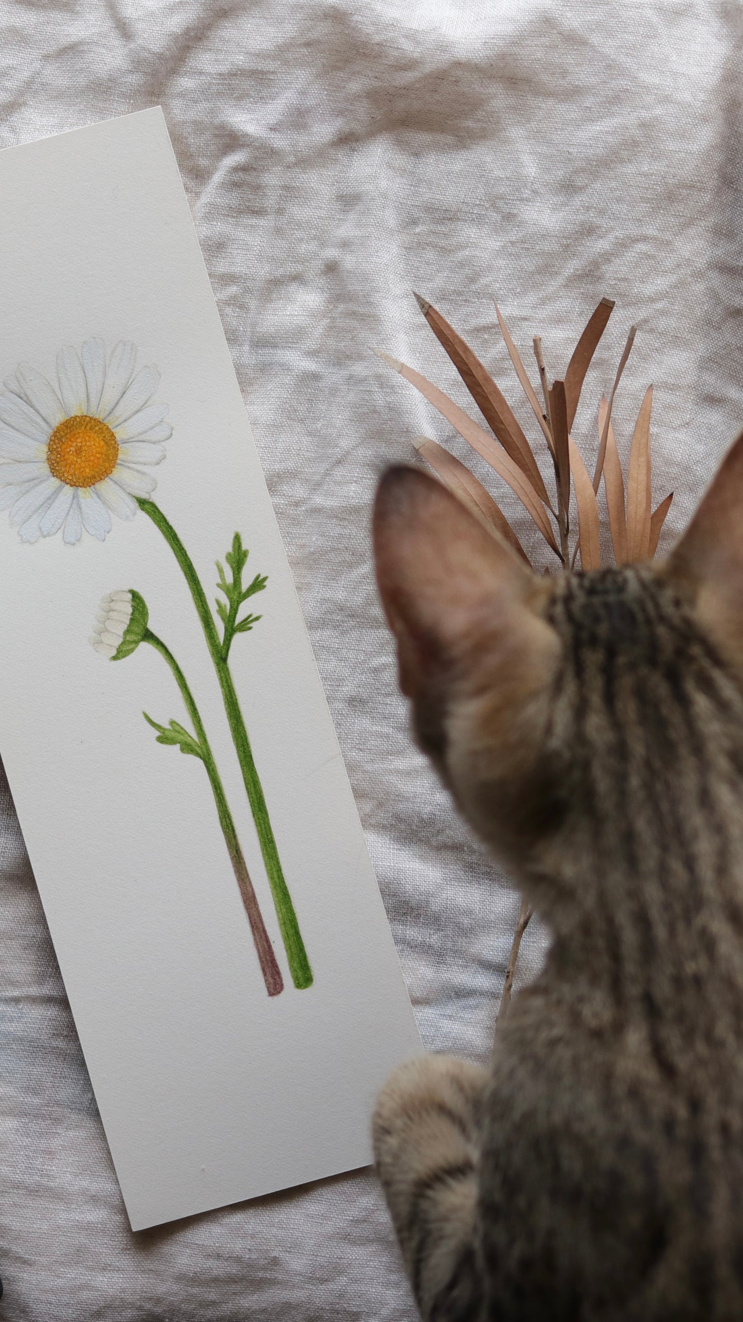 Daisy - Original botanical illustration