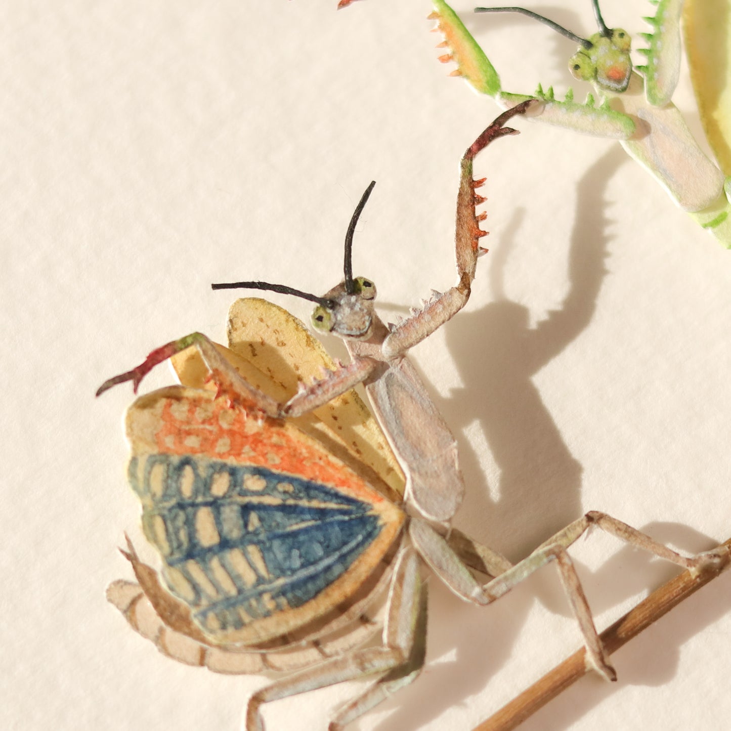 Praying Mantis