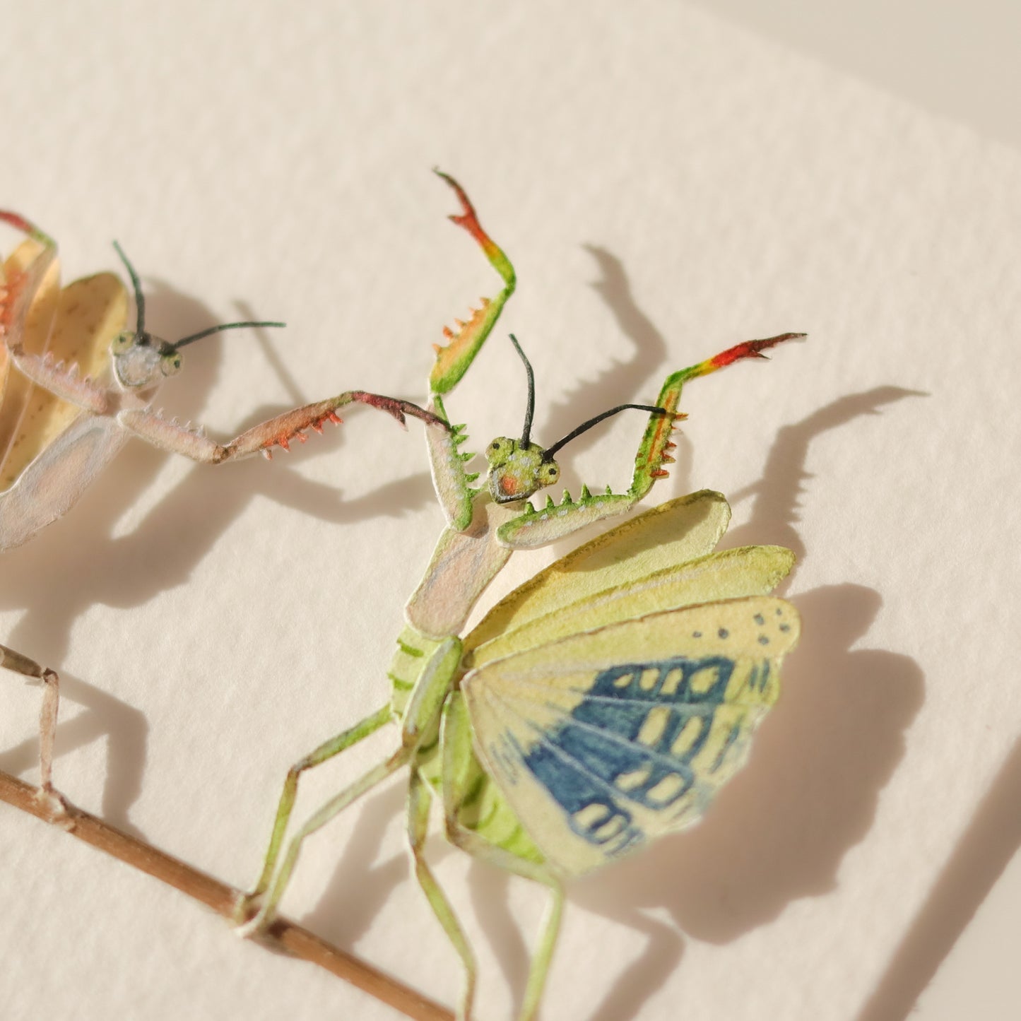 Praying Mantis