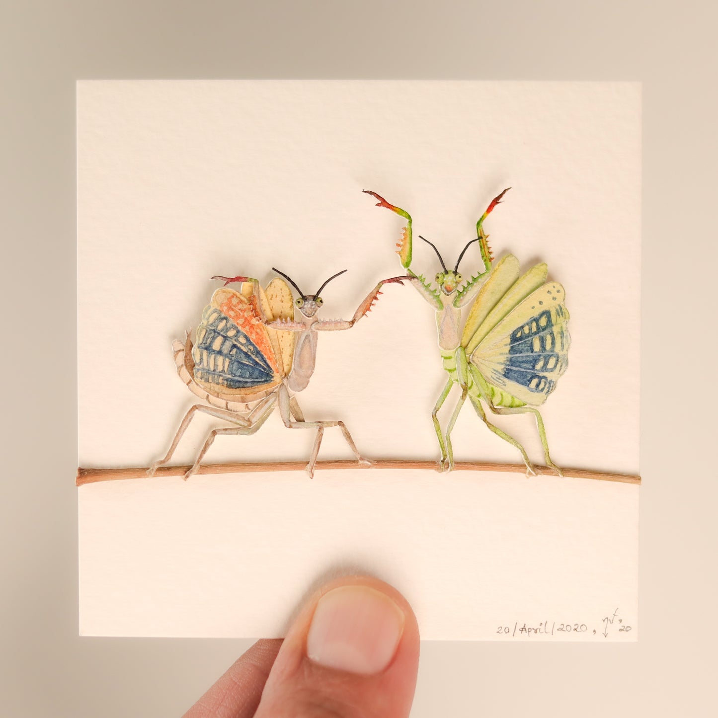 Praying Mantis