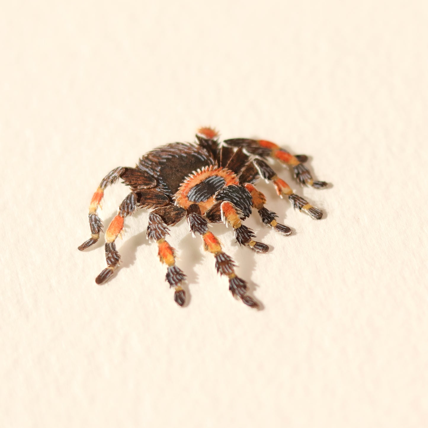 Red knee Tarantula