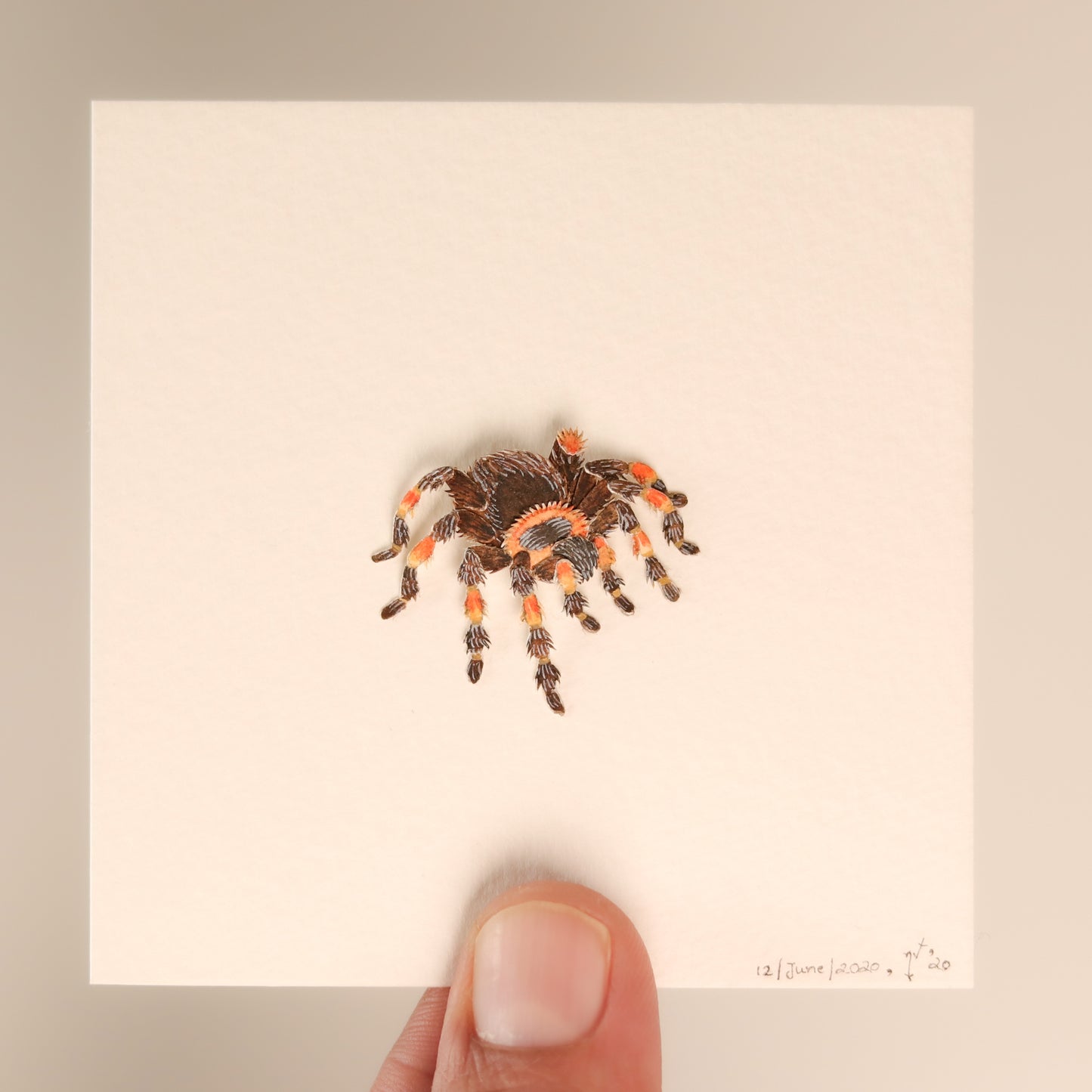 Red knee Tarantula