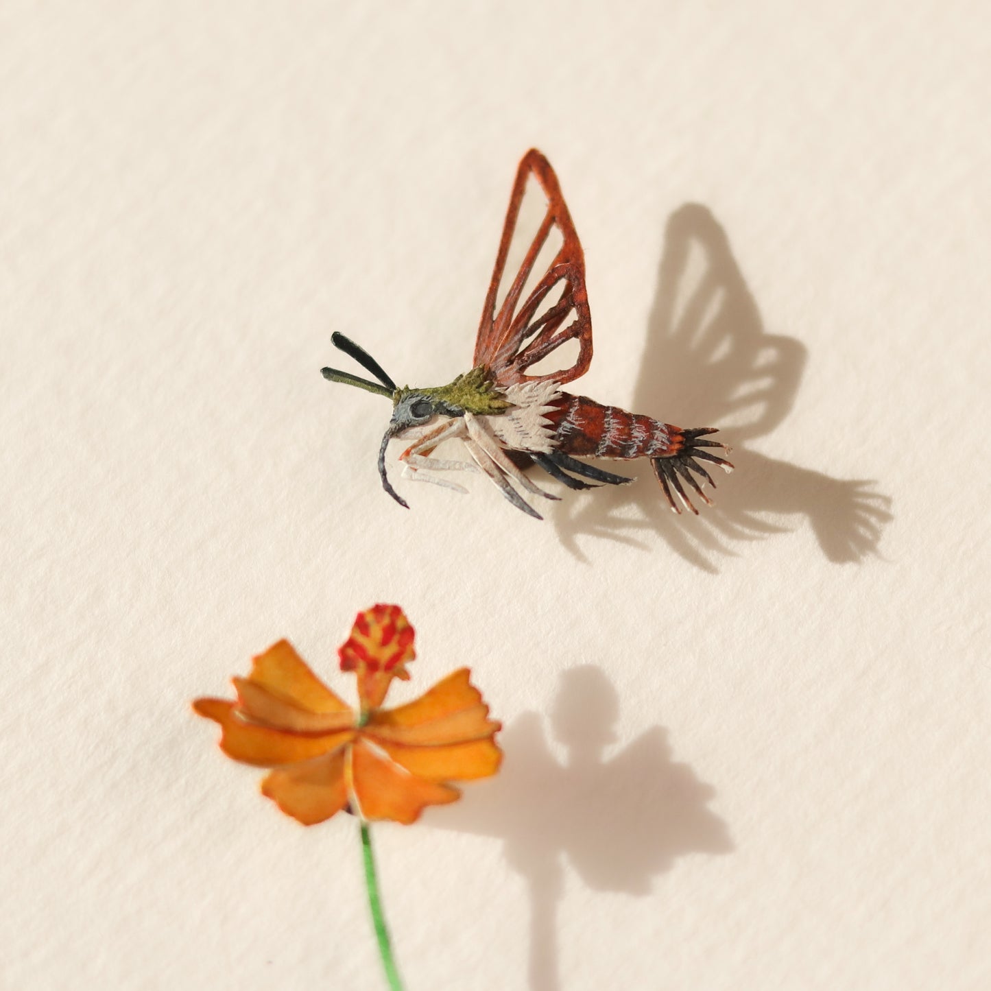 Clearwing hummingbird moth