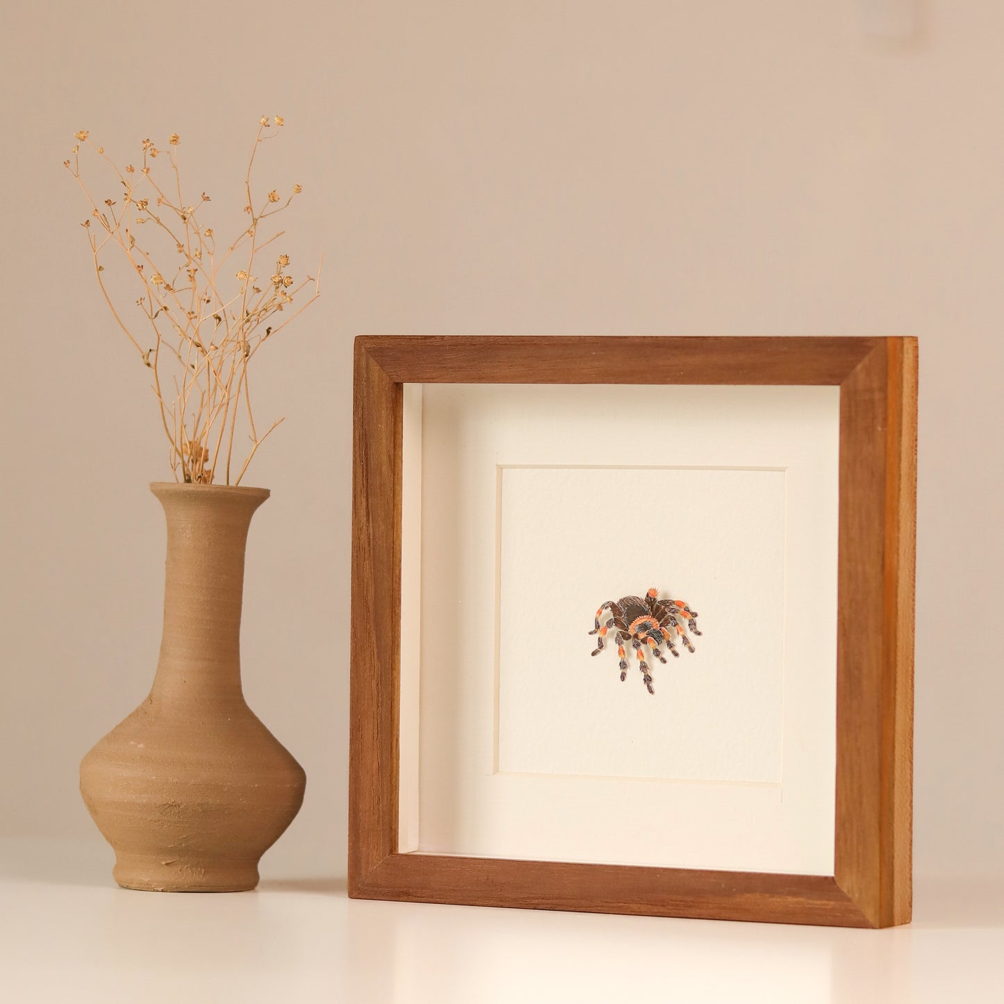 Red knee Tarantula