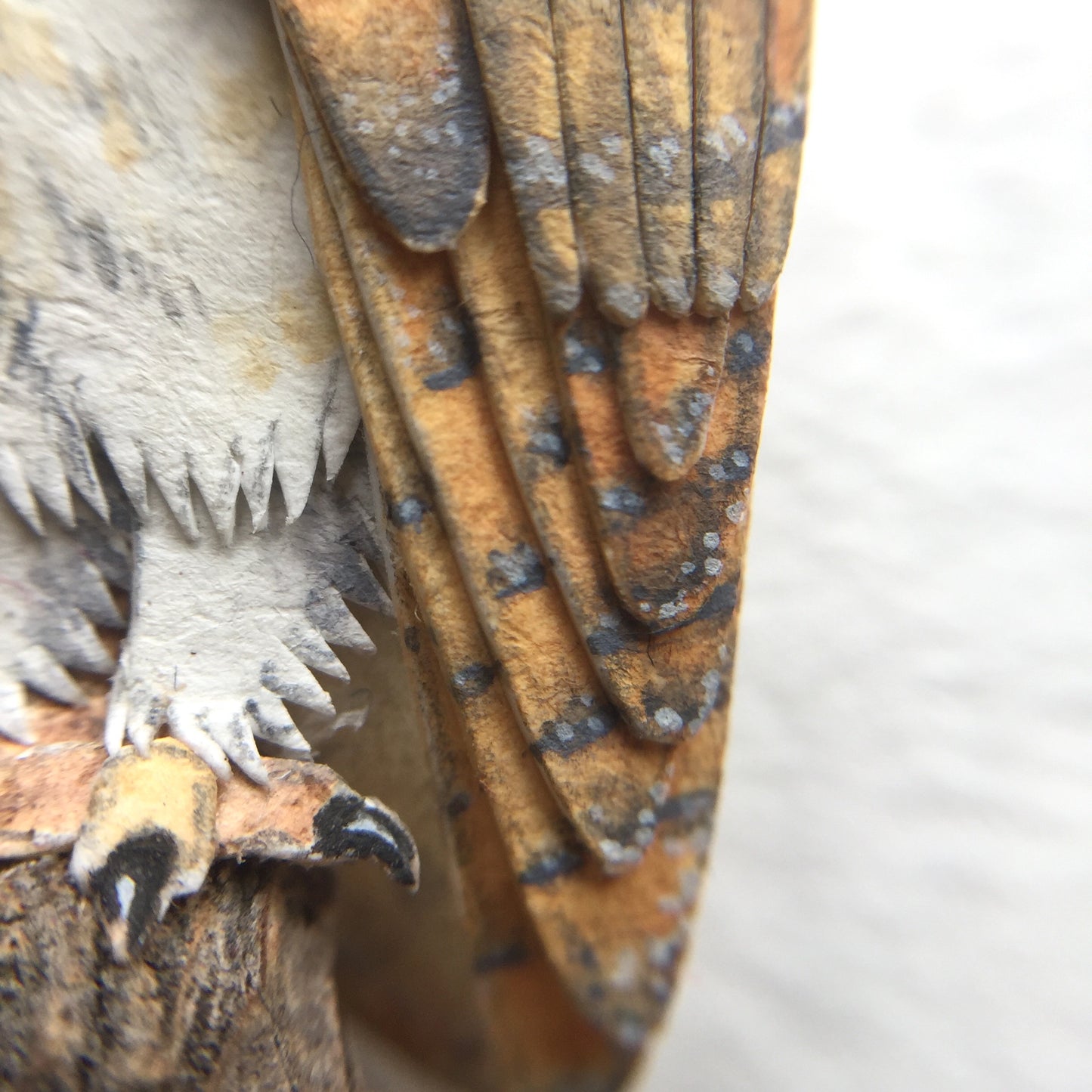Barn owl