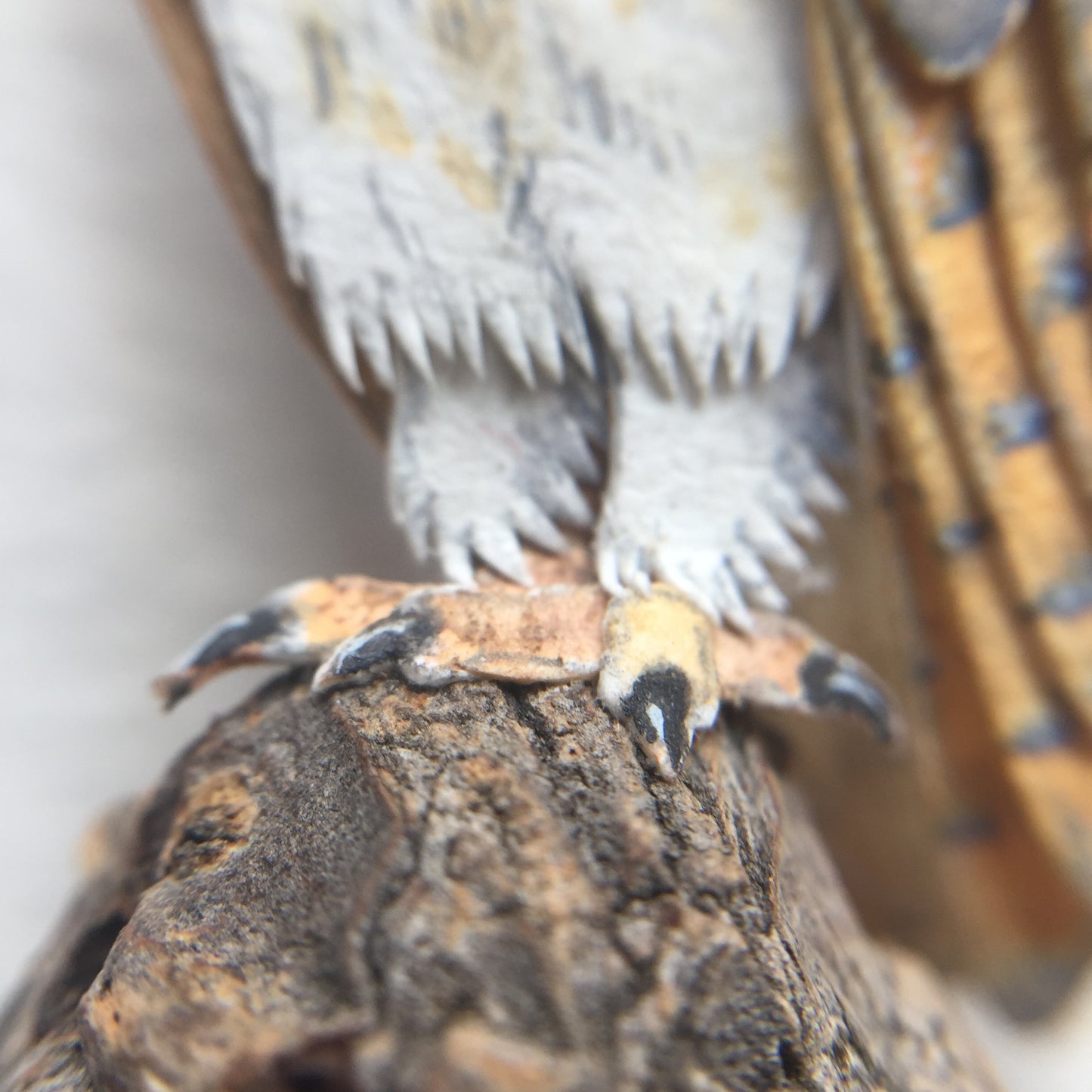 Barn owl