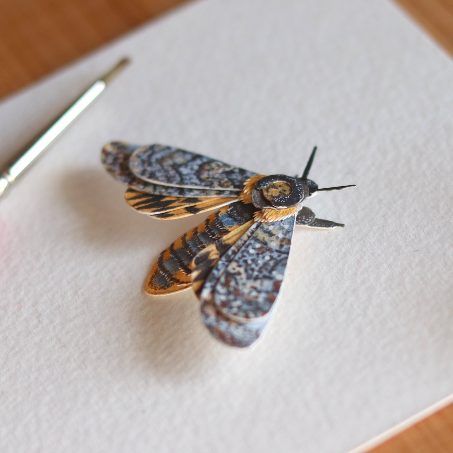 African death's head hawkmoth