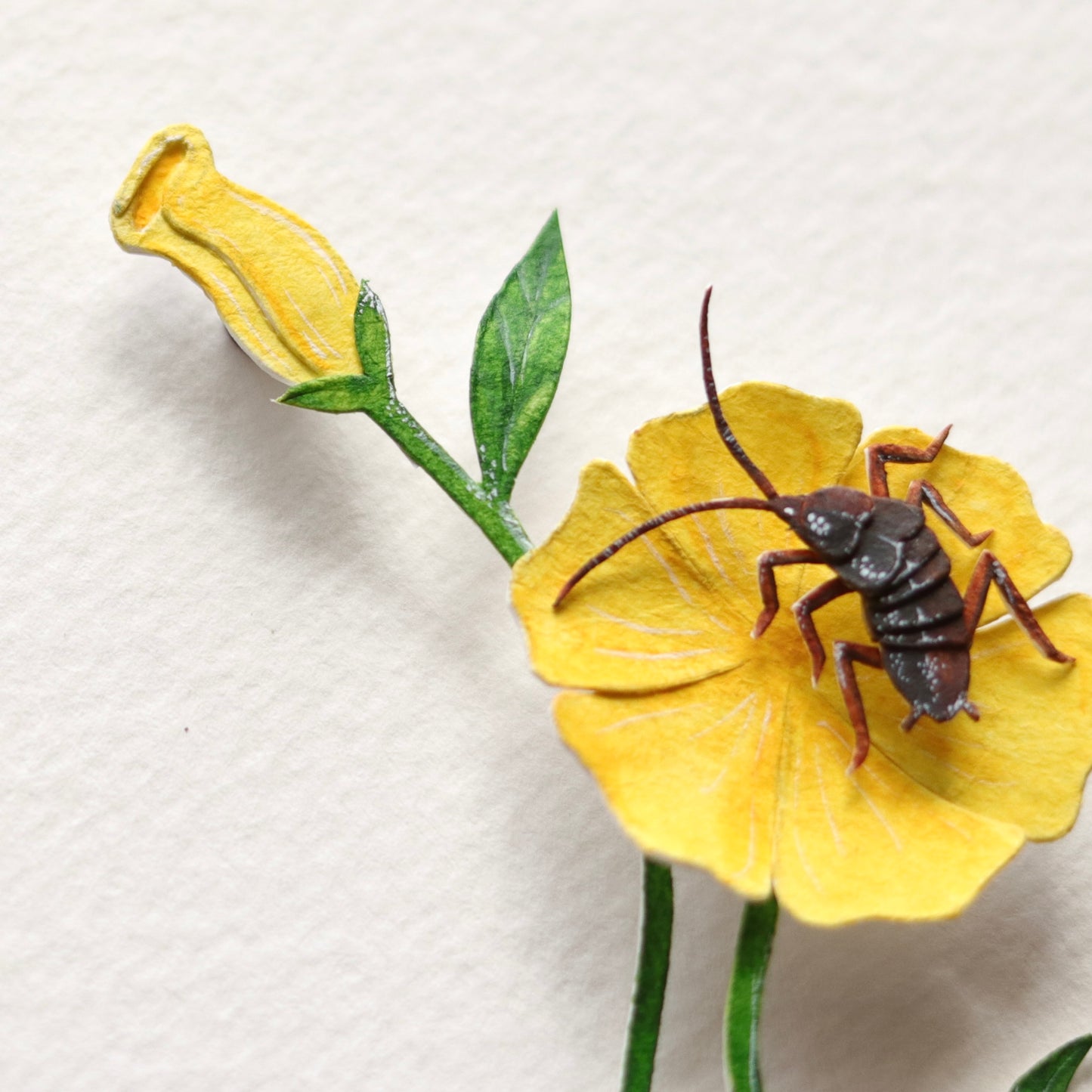 Moluchia Brevipennis "Cockroach"