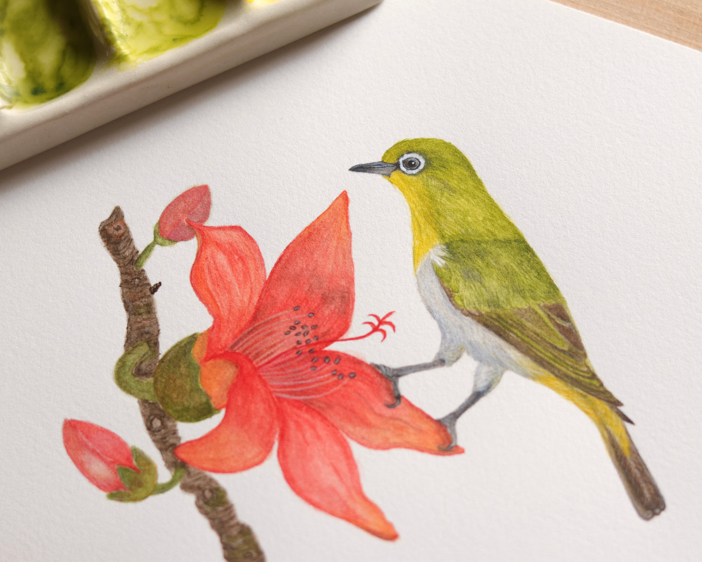 Oriental white eye