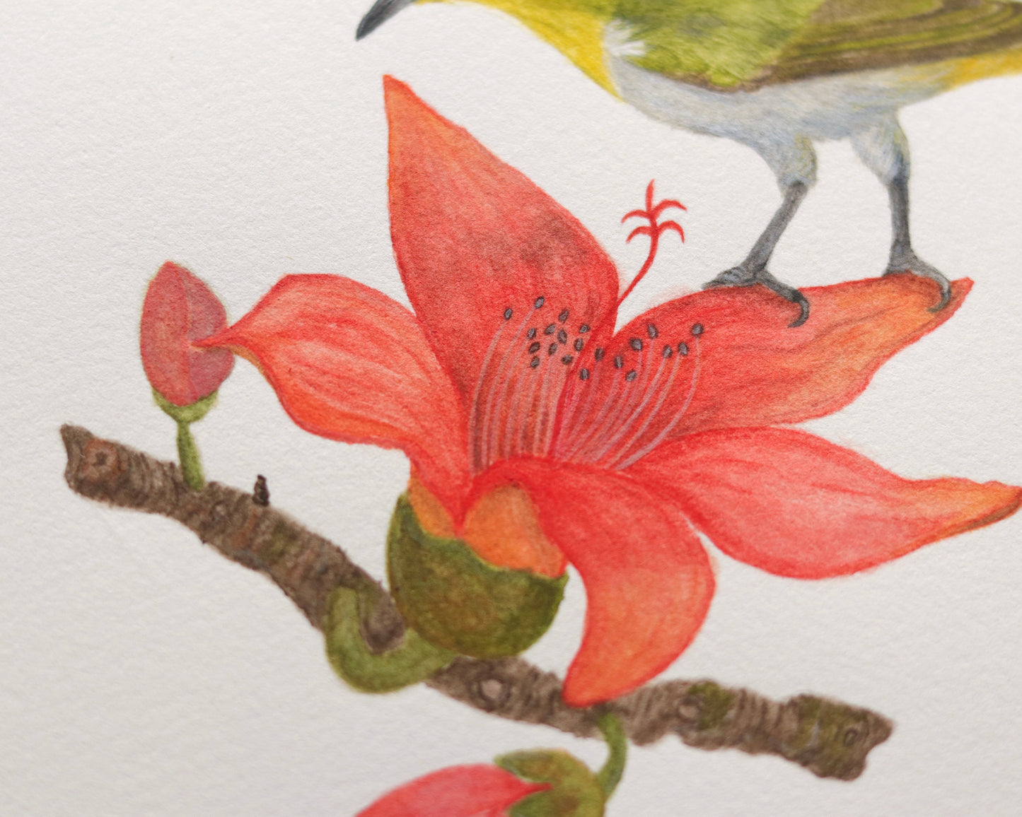 Oriental white eye