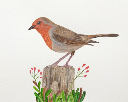 European robin