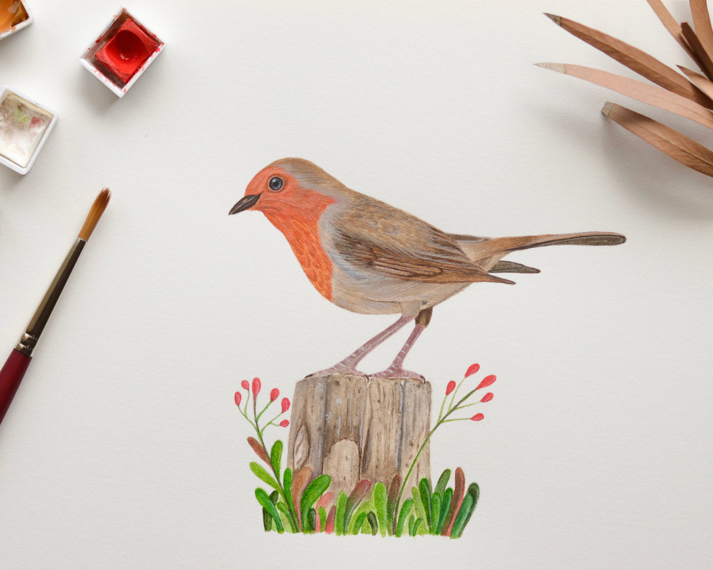 European robin