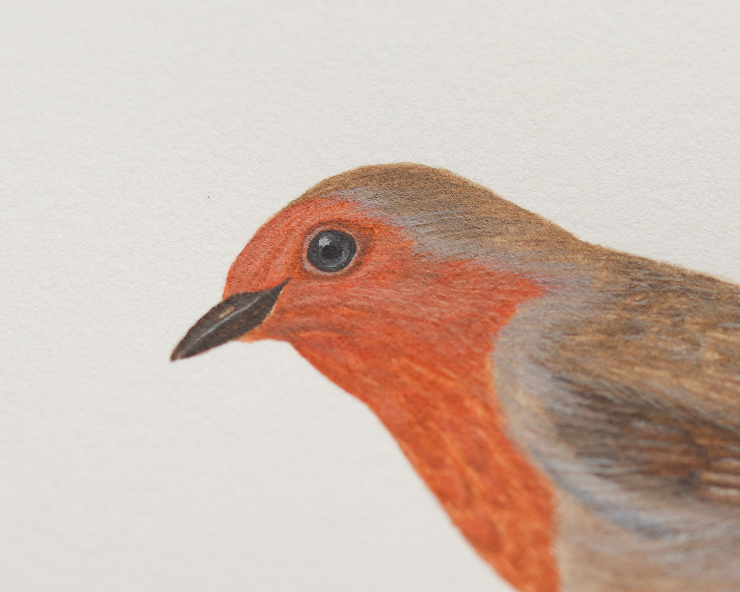 European robin