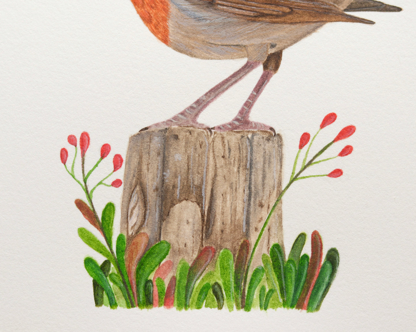 European robin