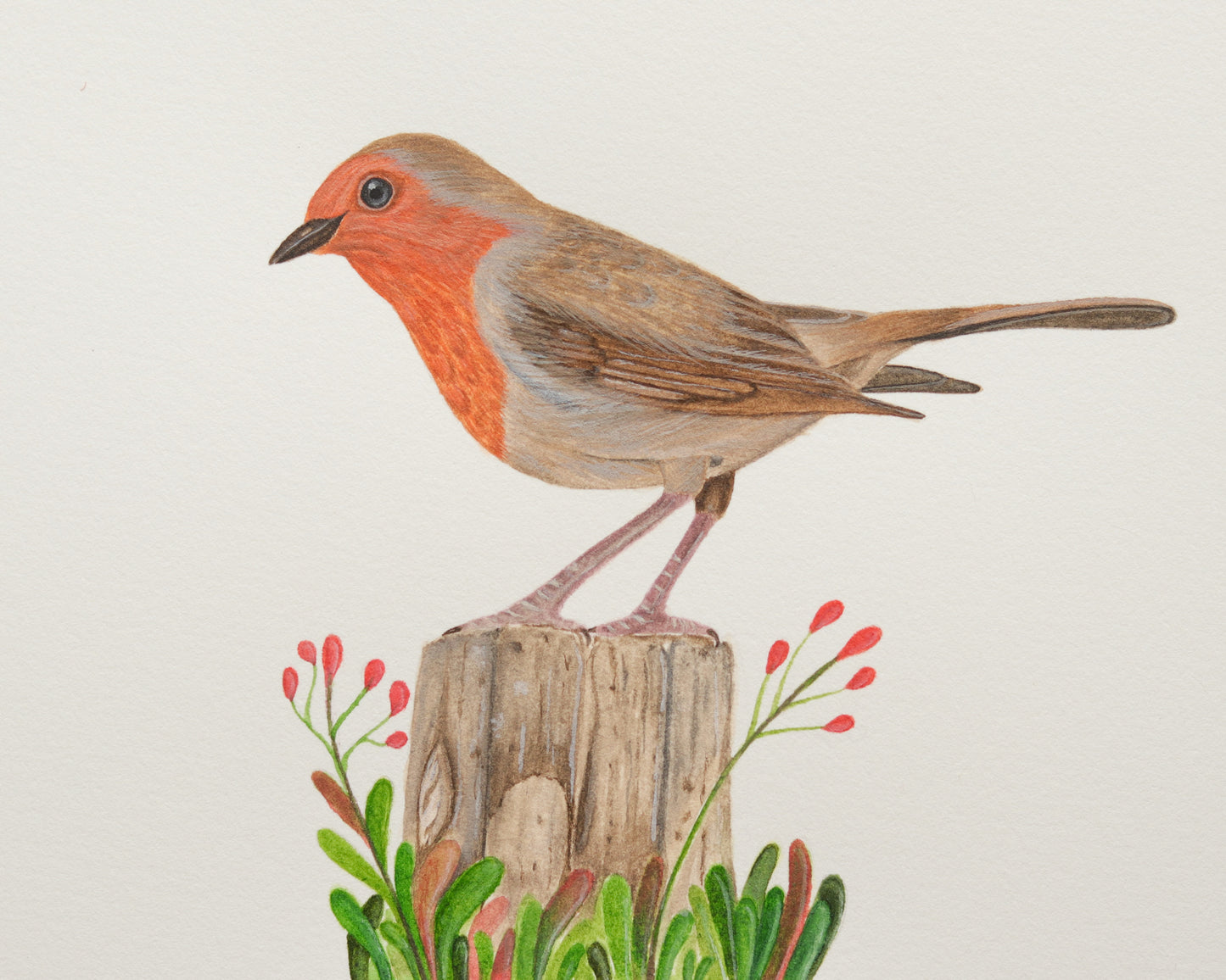 European robin