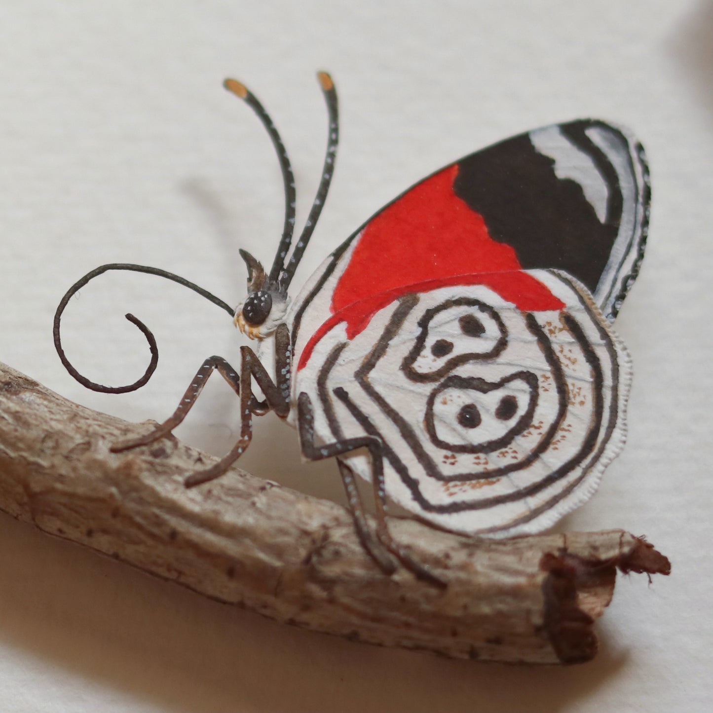 Anna's eighty-eight butterfly