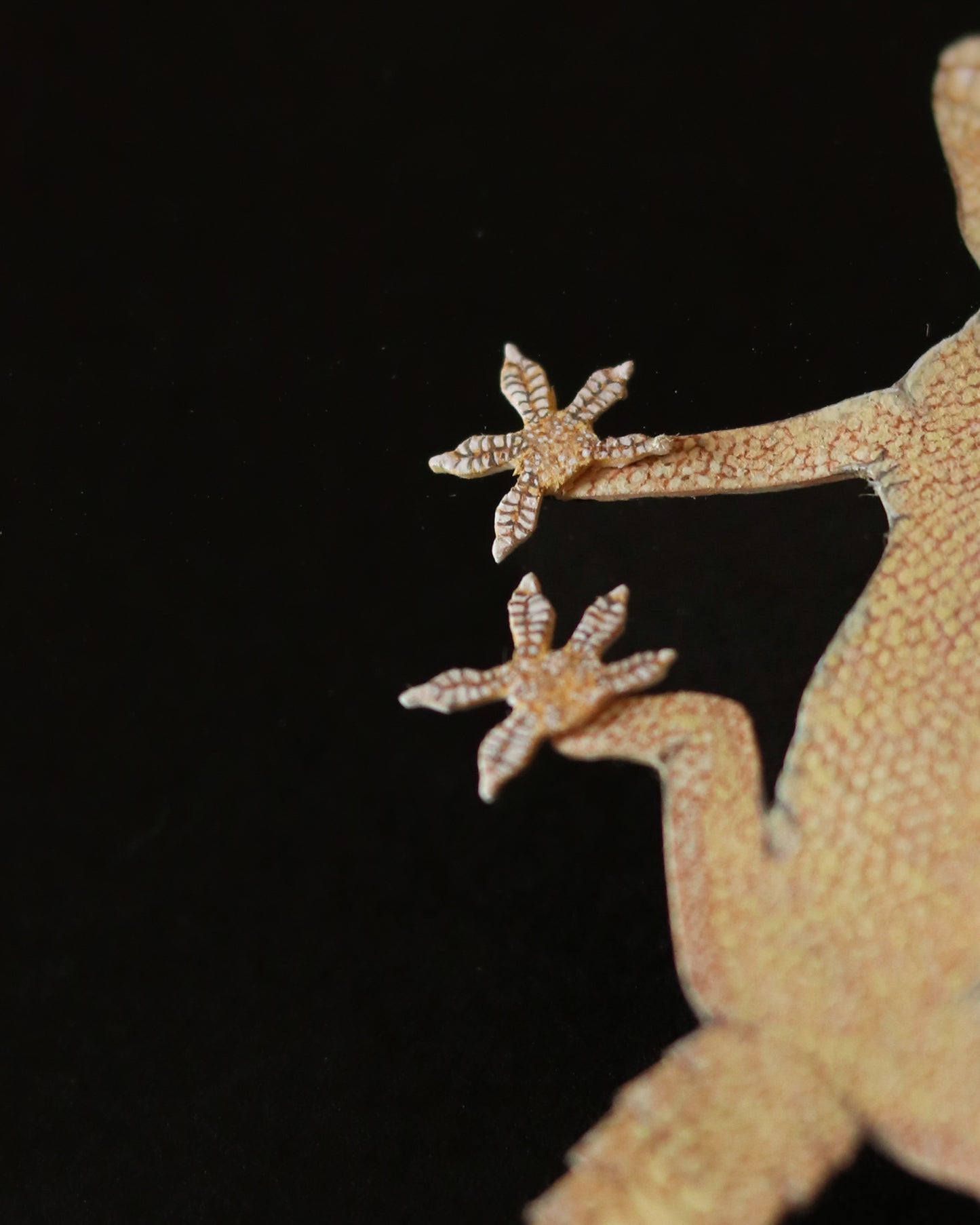 Herpetophobia