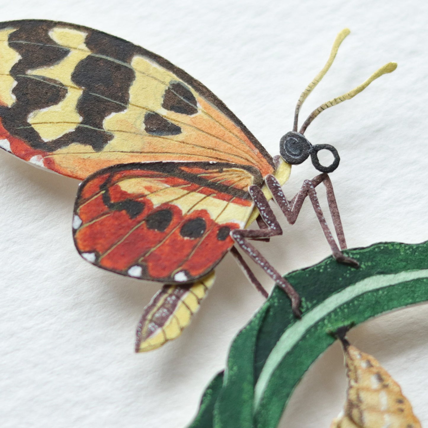 Cream Spotted Tiger Wing Butterfly