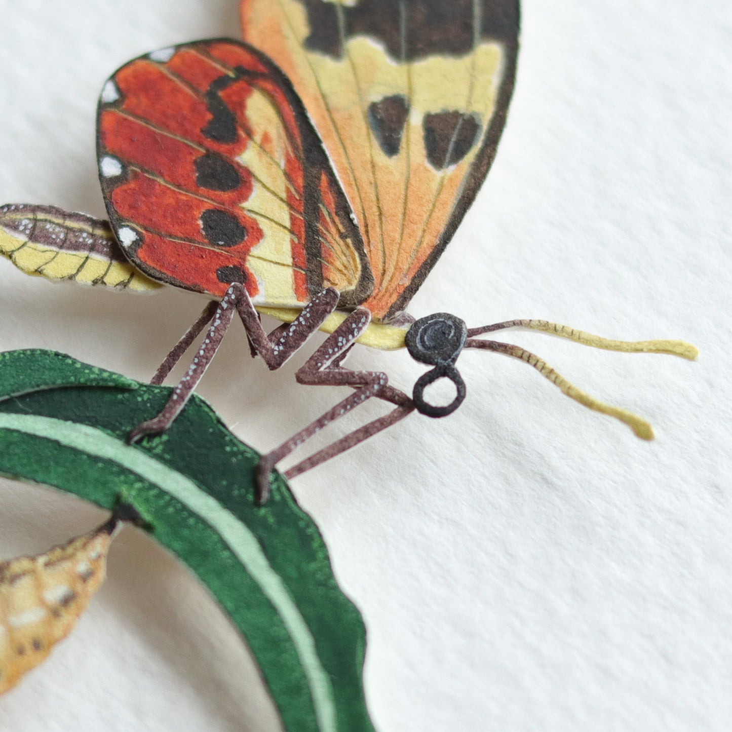 Cream Spotted Tiger Wing Butterfly