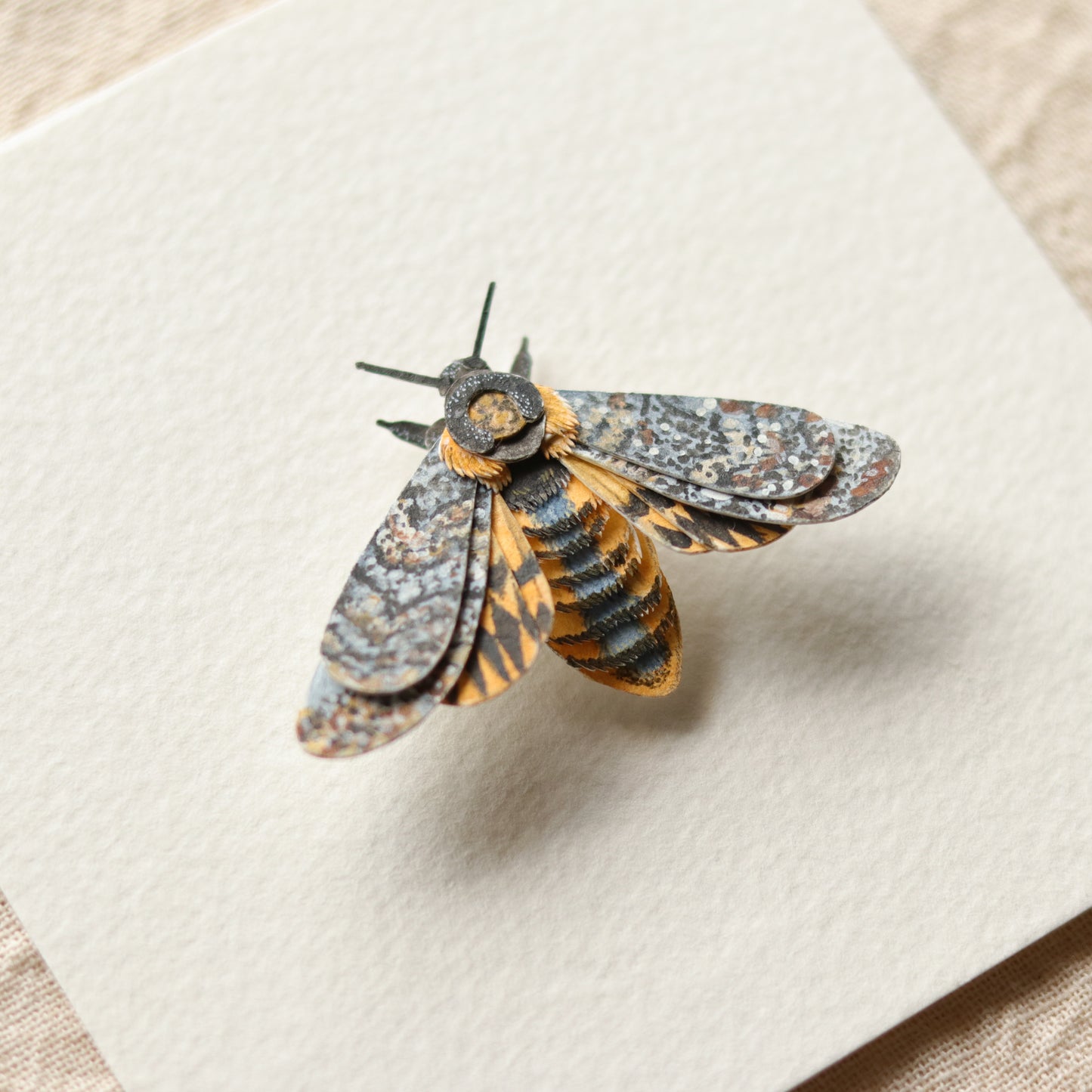 African death's head hawkmoth