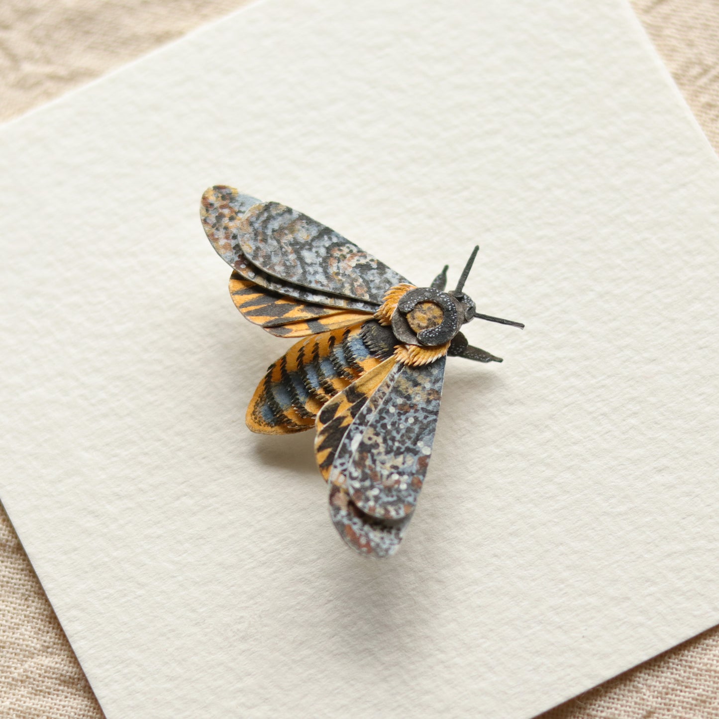 African death's head hawkmoth