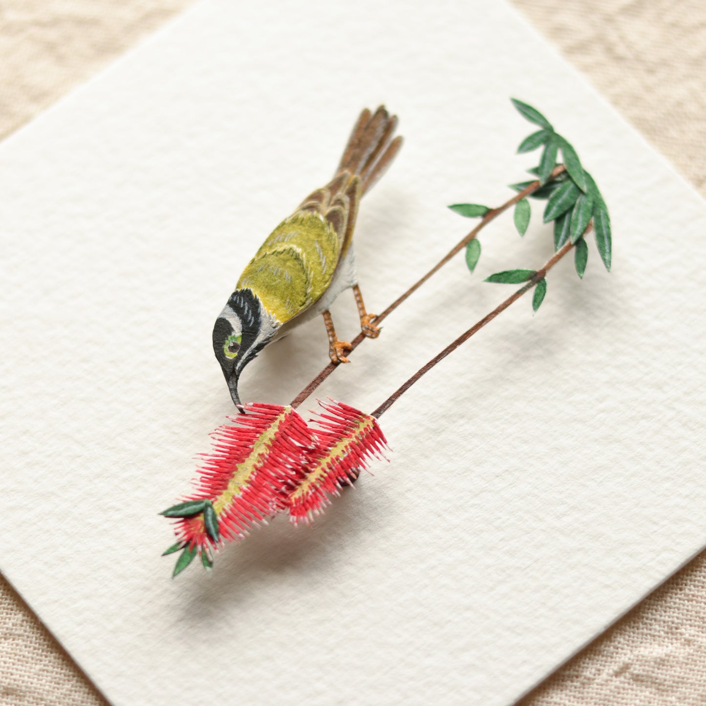 Black chinned honeyeater