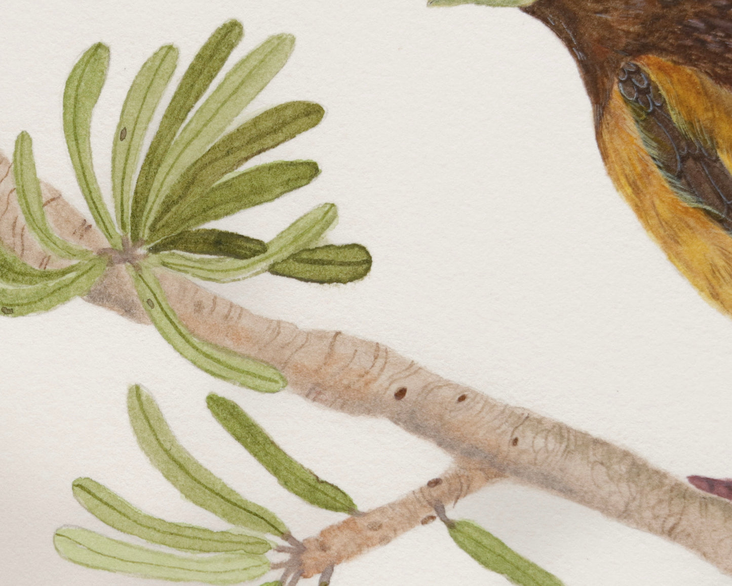 Evening Grosbeak