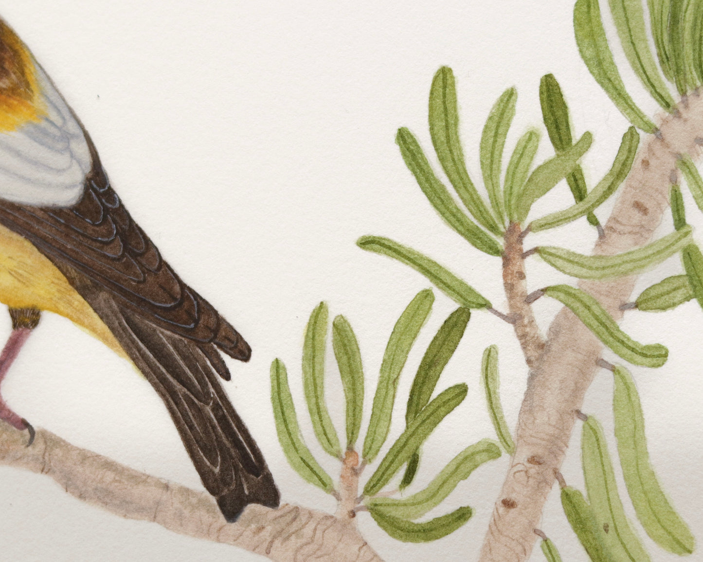 Evening Grosbeak