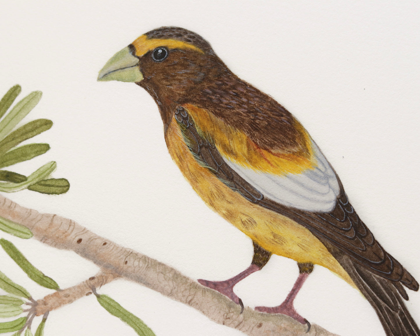 Evening Grosbeak