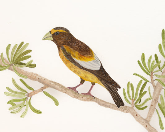Evening Grosbeak