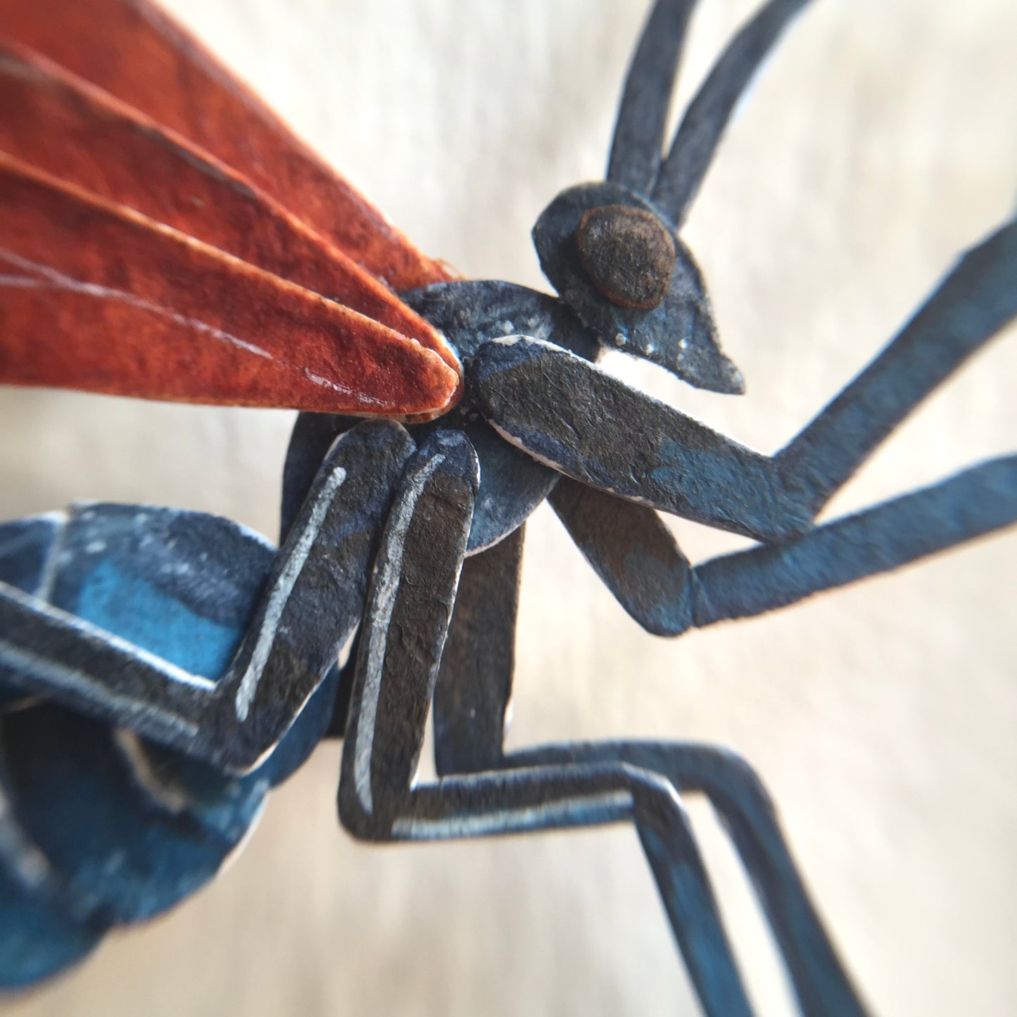 Tarantula Hawk Wasp vs Huntsman Spider