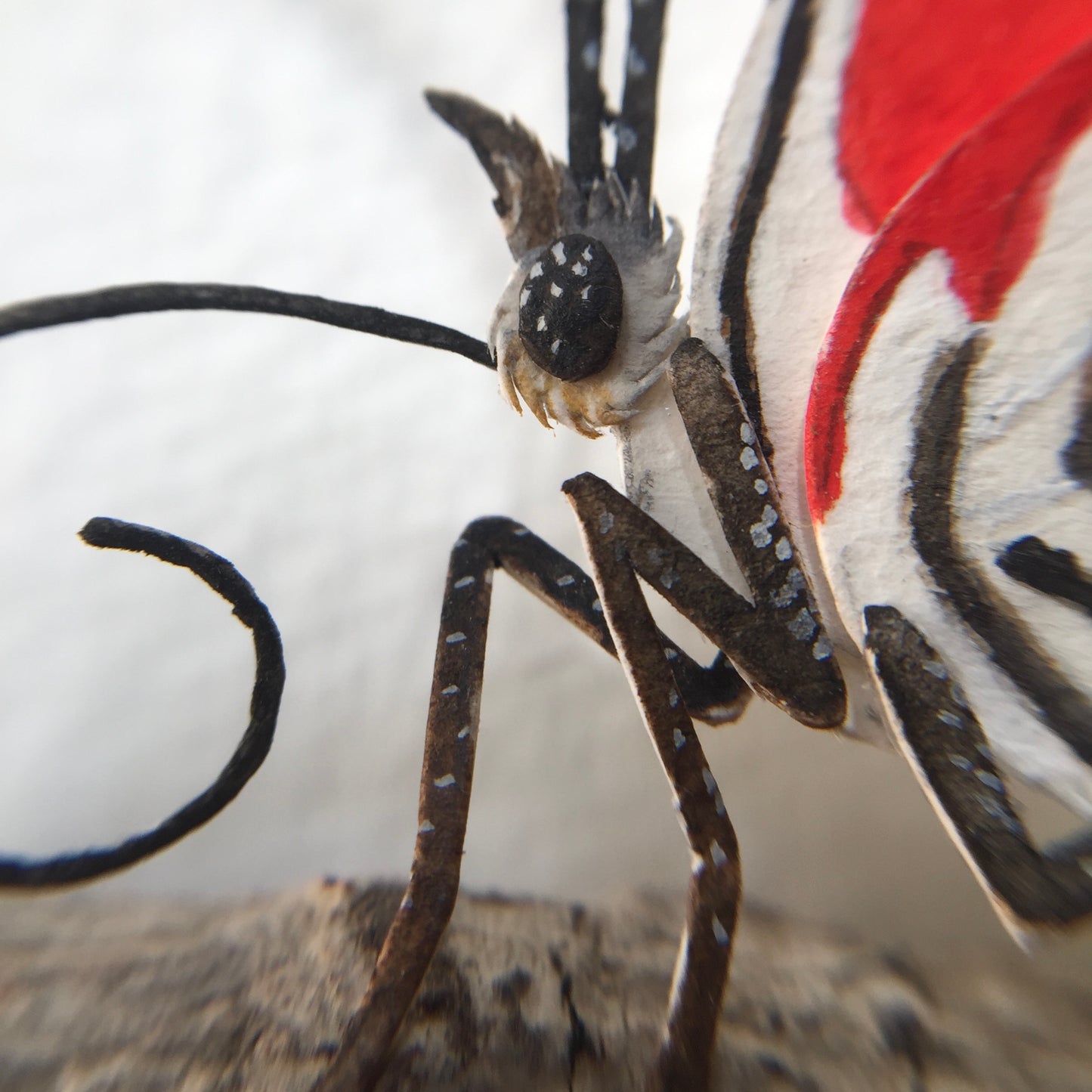 Anna's eighty-eight butterfly