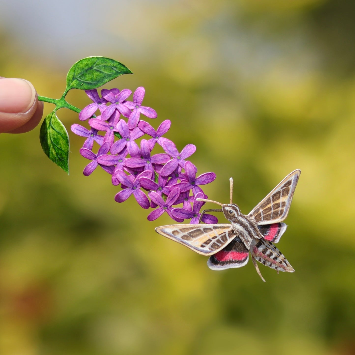 White Lined Sphinx Moth
