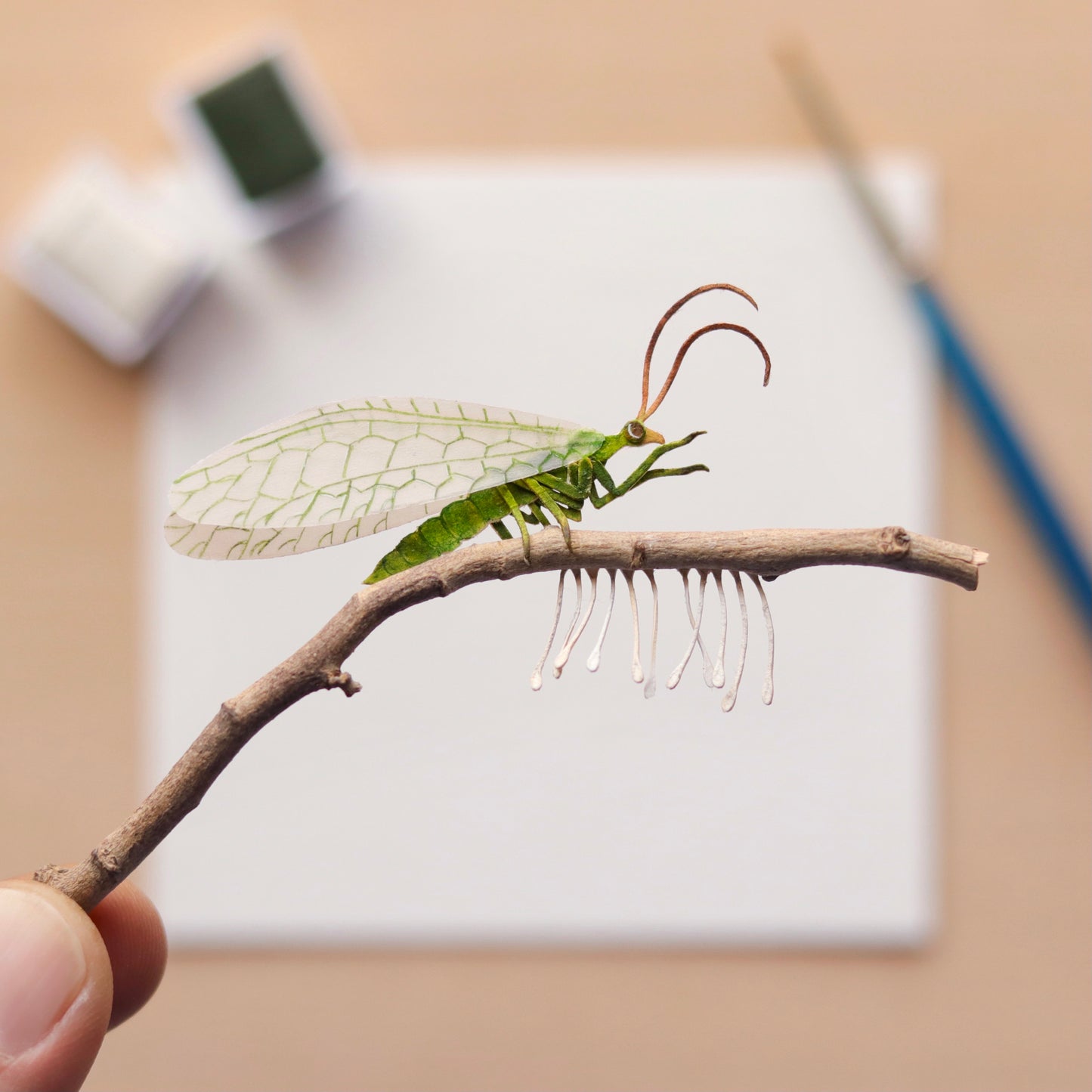 Green lacewing