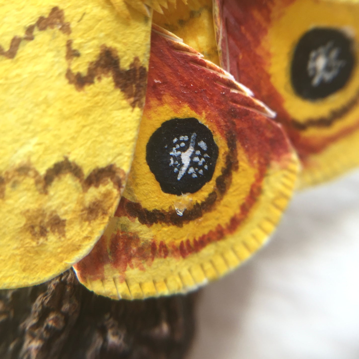 Io Moth
