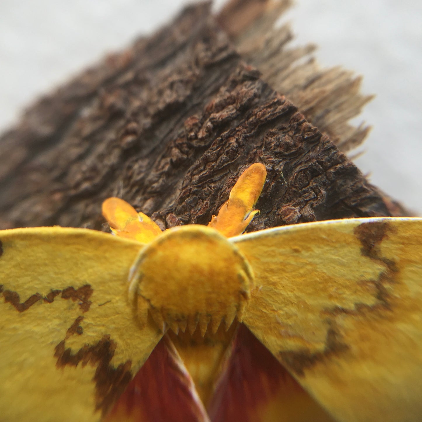 Io Moth