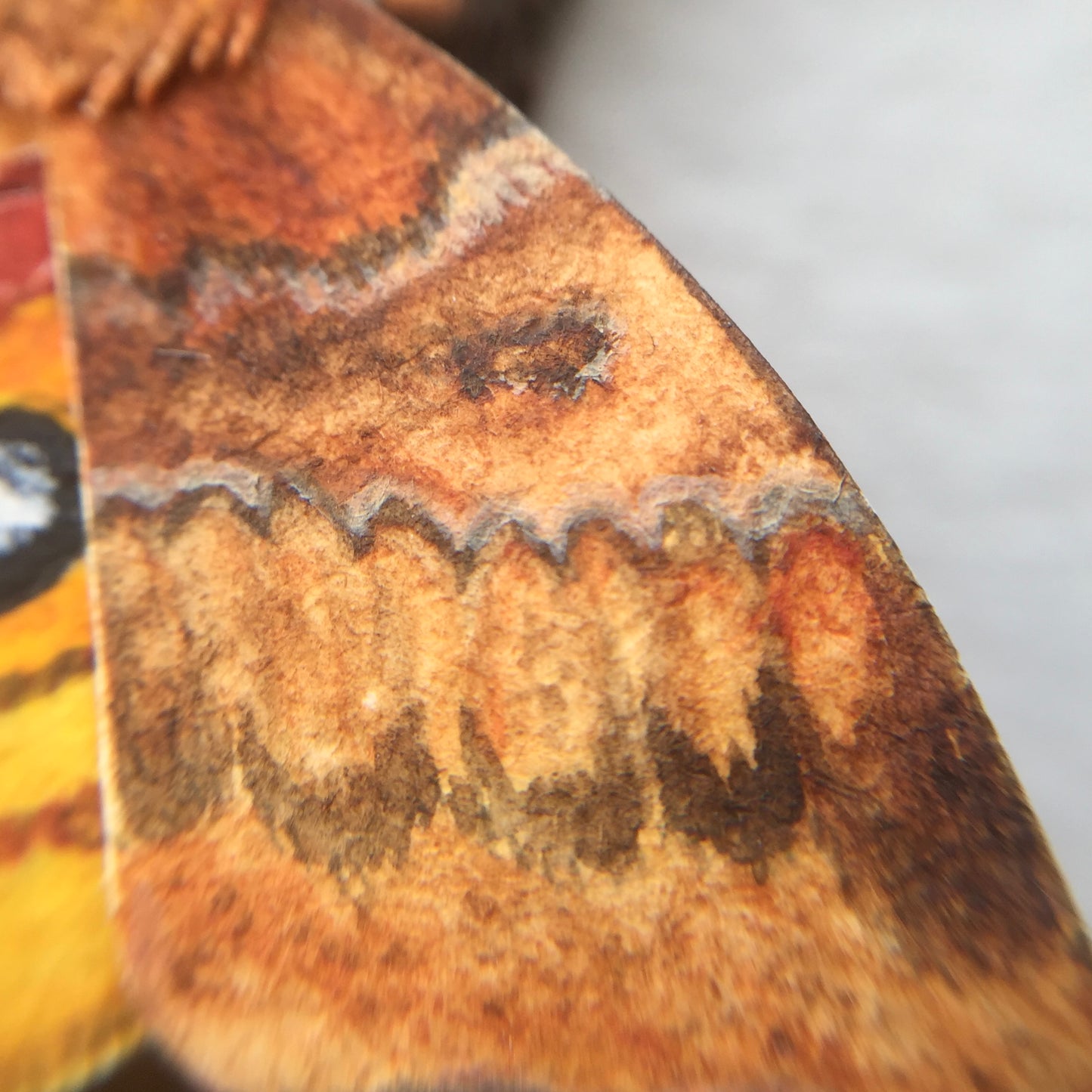 Io Moth