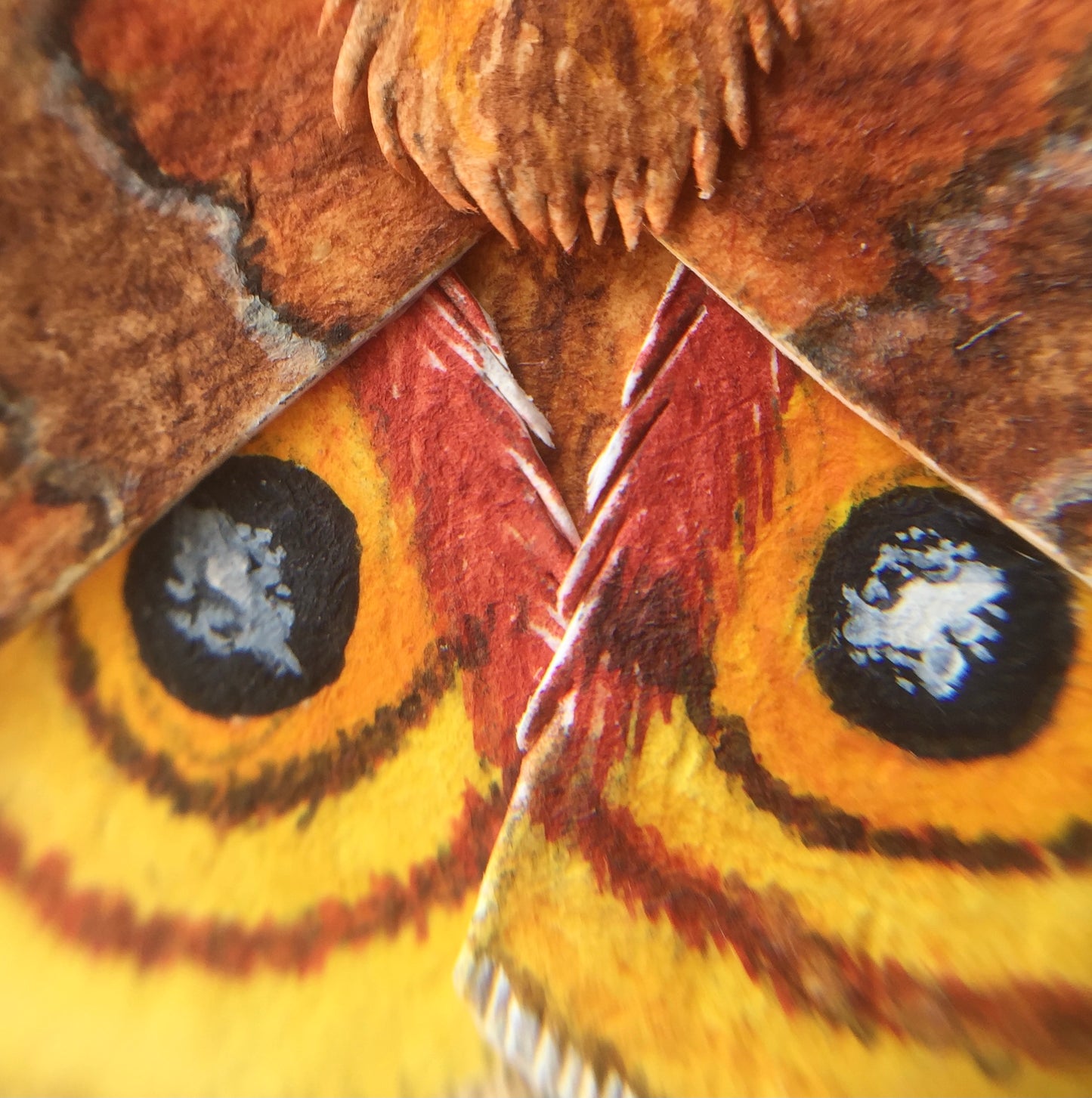 Io Moth