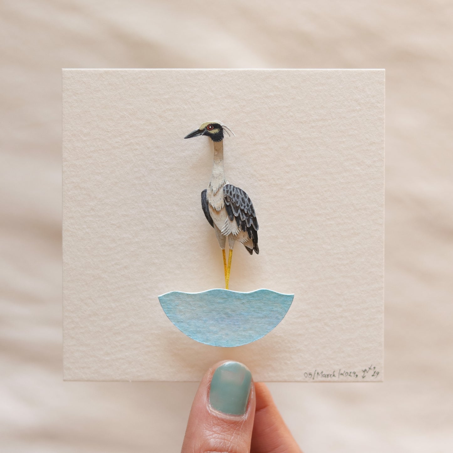 Yellow crowned Night Heron