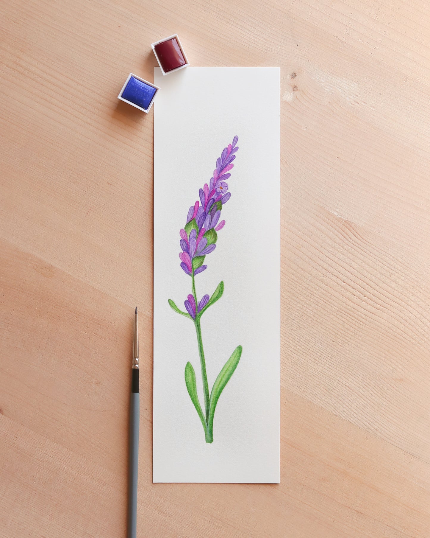 Lavender flower - Original botanical illustration