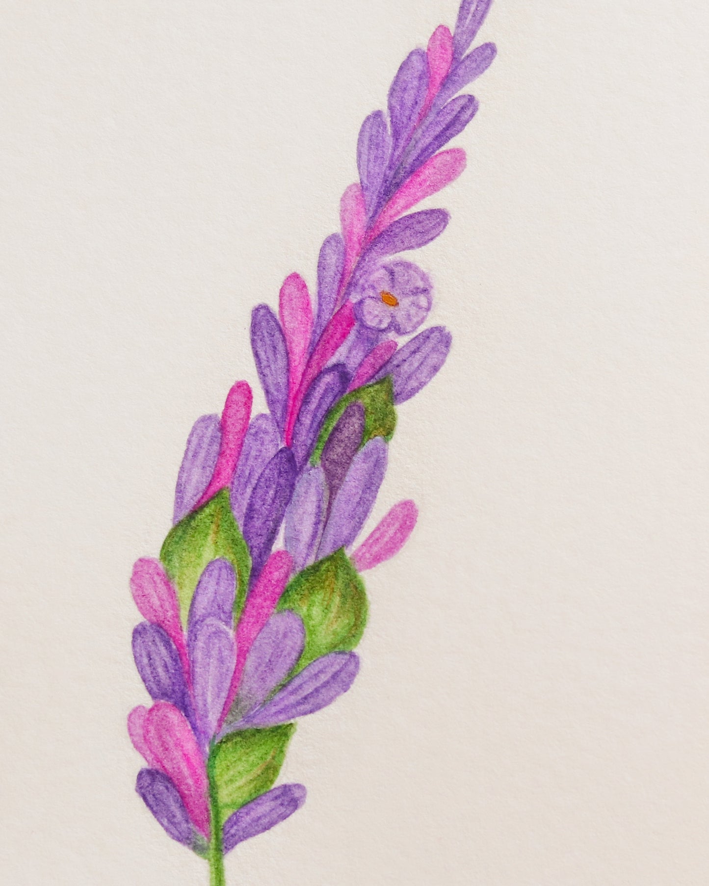 Lavender flower - Original botanical illustration