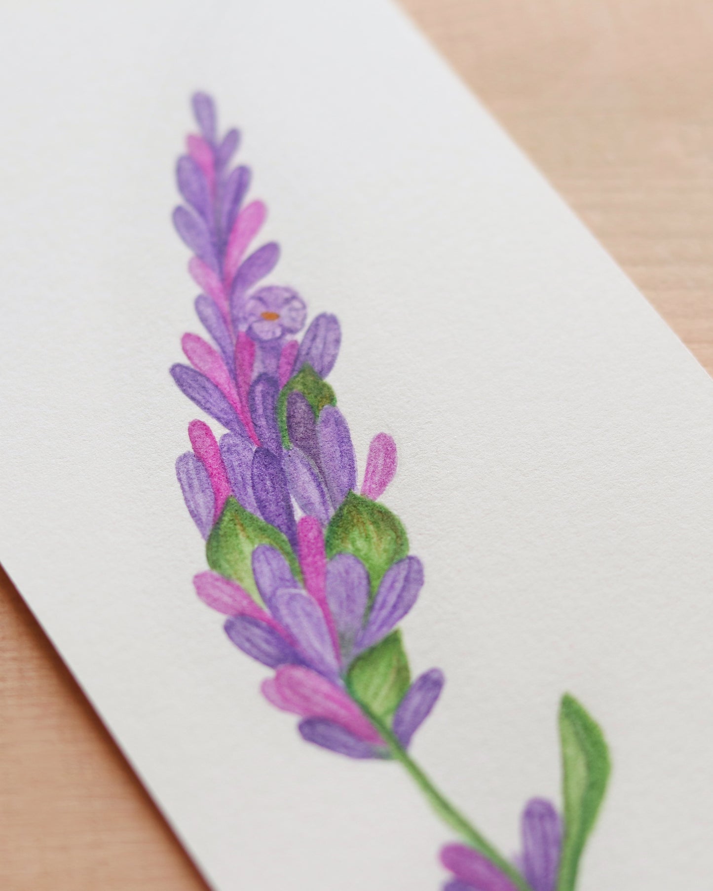 Lavender flower - Original botanical illustration