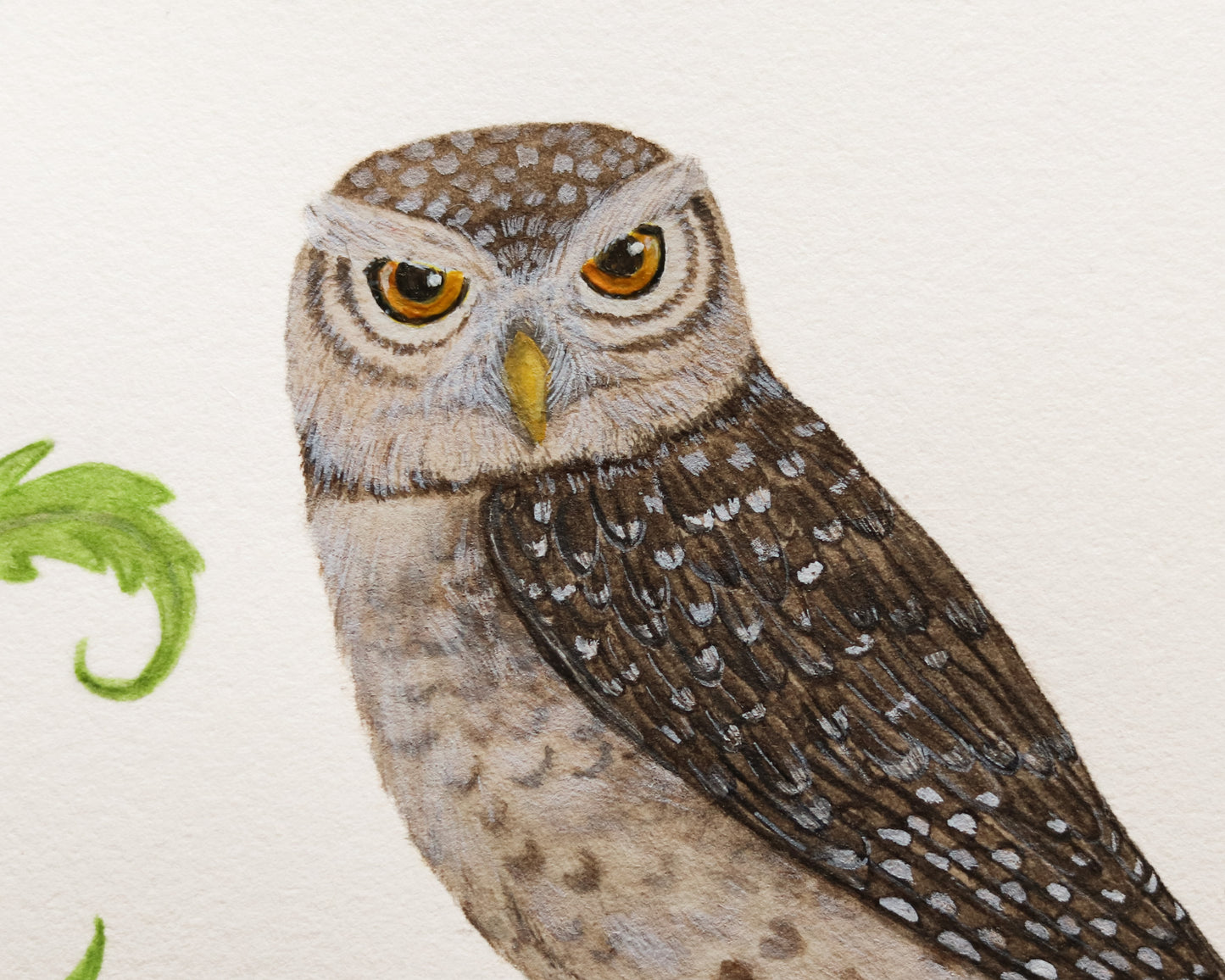 Spotted owlet