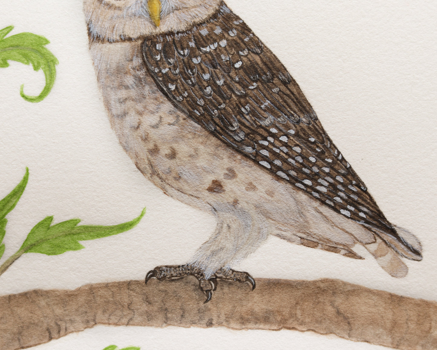 Spotted owlet