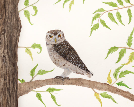 Spotted owlet