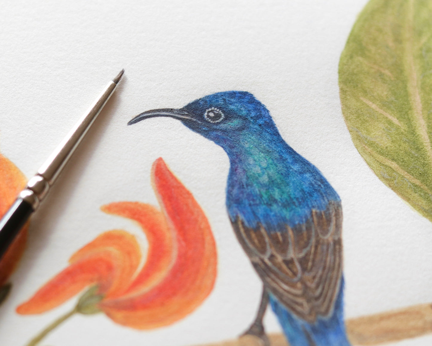 Purple sunbird