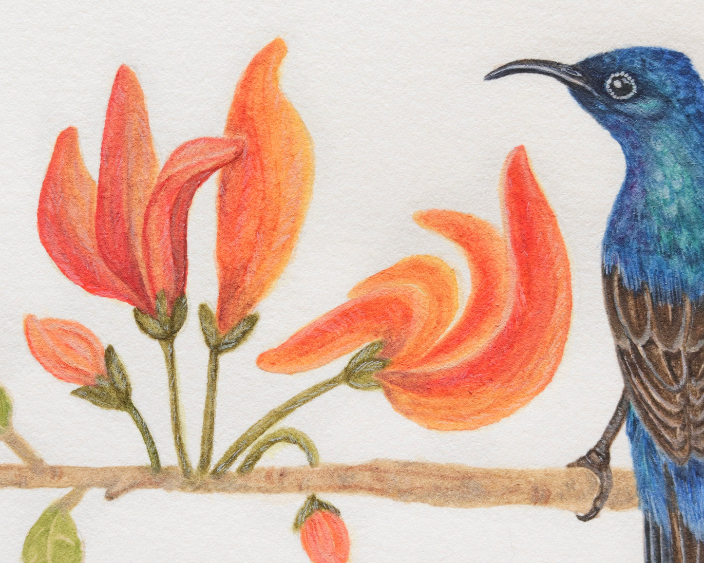 Purple sunbird